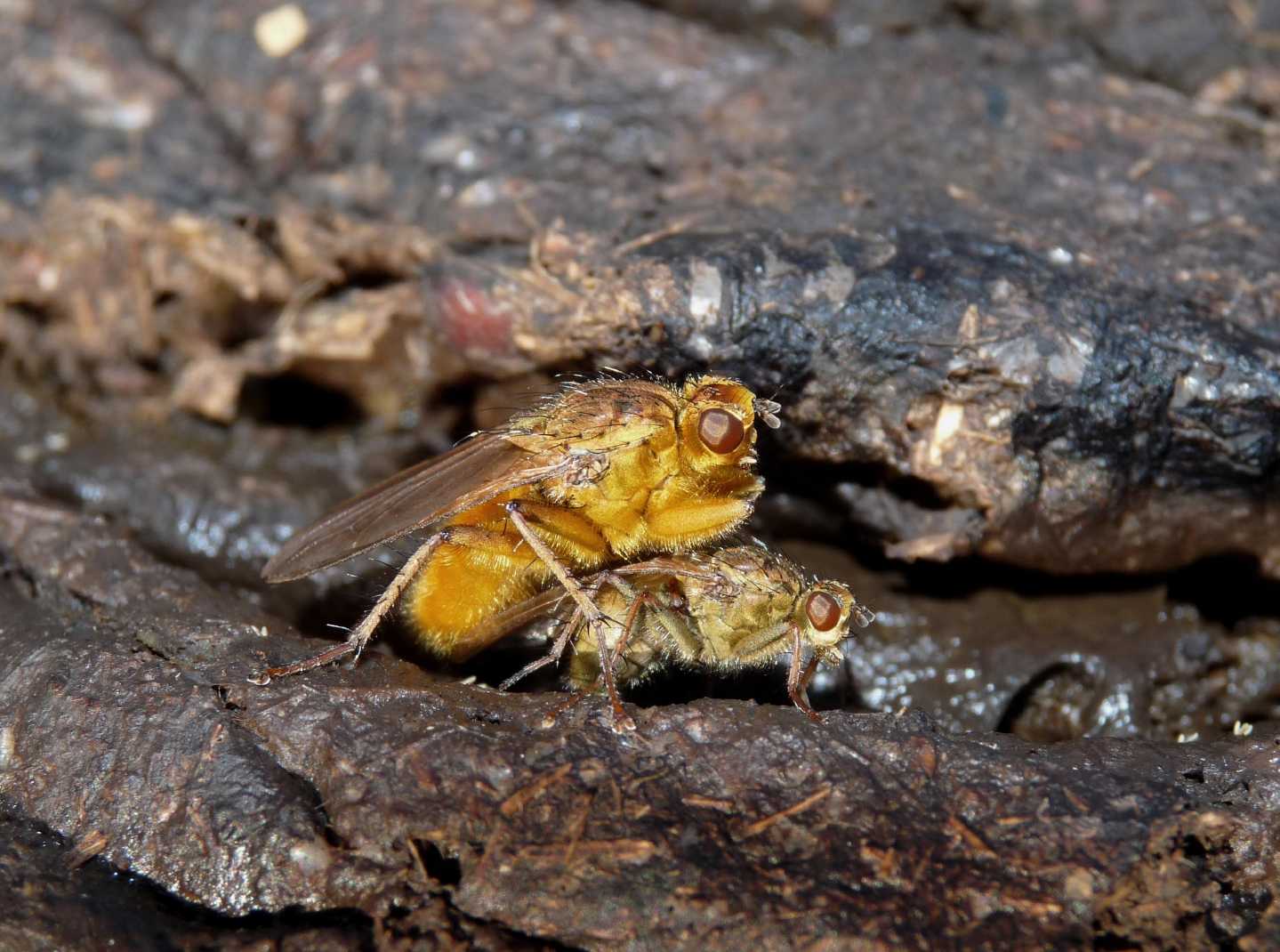 Scathophaga stercoraria in accoppiamento